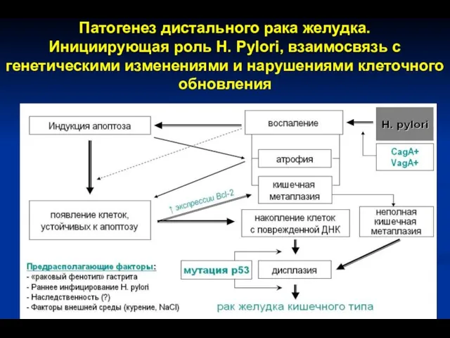 Патогенез дистального рака желудка. Инициирующая роль H. Pylori, взаимосвязь с генетическими изменениями и нарушениями клеточного обновления