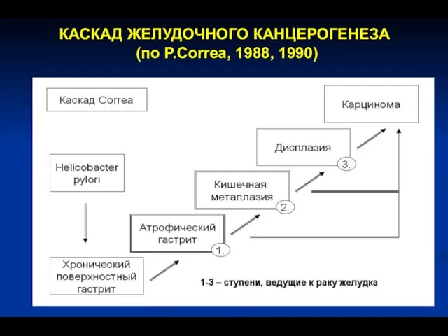 КАСКАД ЖЕЛУДОЧНОГО КАНЦЕРОГЕНЕЗА (по P.Correa, 1988, 1990)