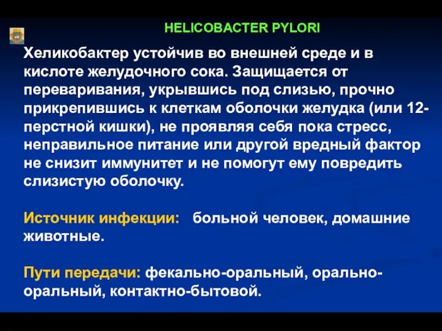 HELICOBACTER PYLORI Хеликобактер устойчив во внешней среде и в кислоте желудочного