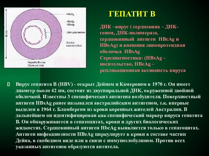 ГЕПАТИТ В Вирус гепатита В (HBV) - открыт Дейном и Камероном