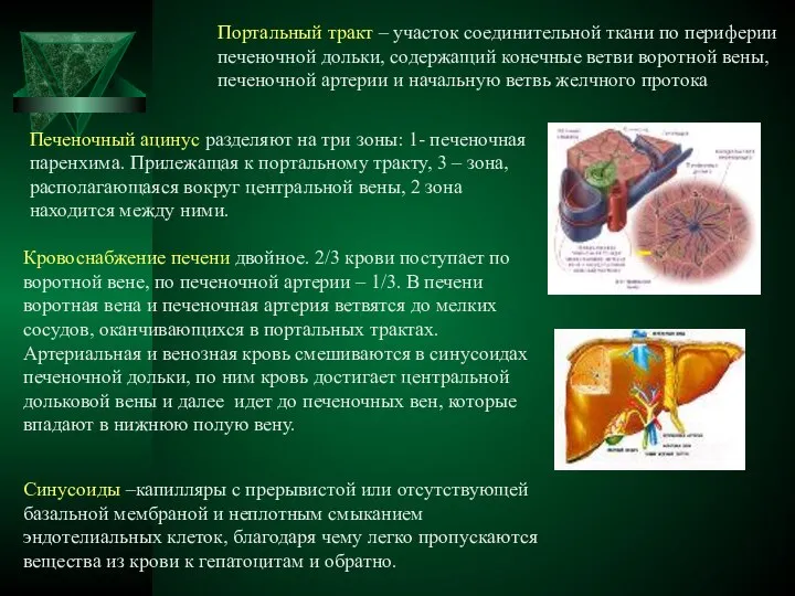 Портальный тракт – участок соединительной ткани по периферии печеночной дольки, содержащий