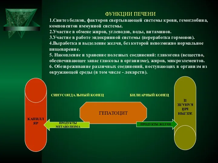 ФУНКЦИИ ПЕЧЕНИ 1.Синтез белков, факторов свертывающей системы крови, гемоглобина, компонентов иммунной