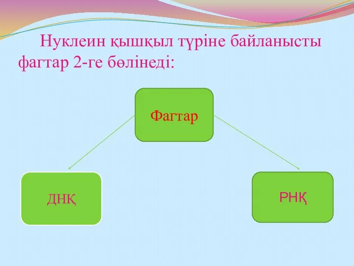 Нуклеин қышқыл түріне байланысты фагтар 2-ге бөлінеді: ДНҚ РНҚ Фагтар