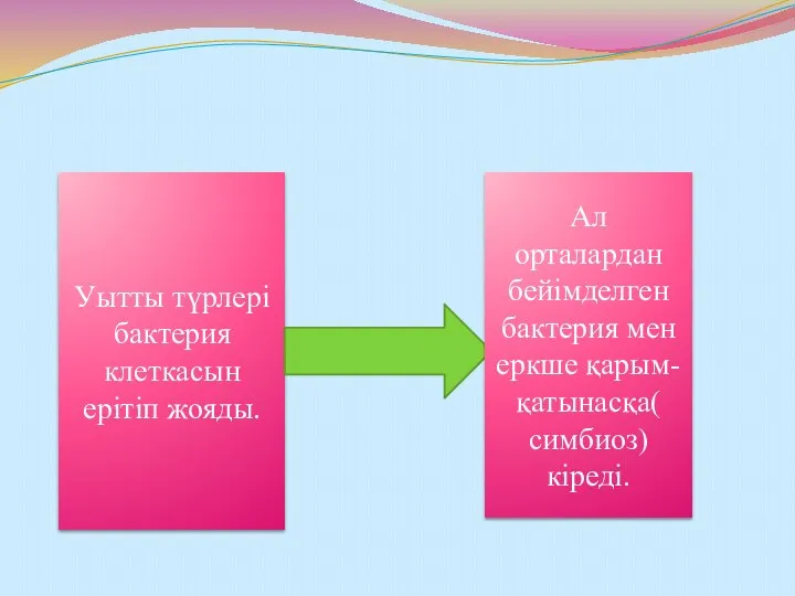 Уытты түрлері бактерия клеткасын ерітіп жояды. Ал орталардан бейімделген бактерия мен еркше қарым-қатынасқа( симбиоз)кіреді.