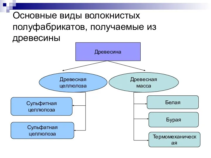 Основные виды волокнистых полуфабрикатов, получаемые из древесины Древесина Древесная целлюлоза Древесная