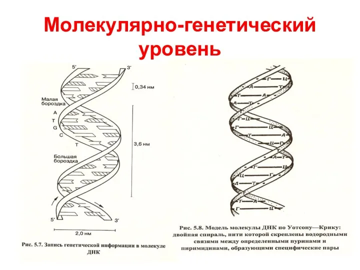 Молекулярно-генетический уровень