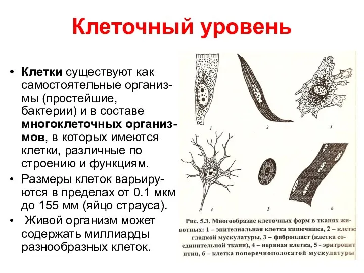 Клеточный уровень Клетки существуют как самостоятельные организ-мы (простейшие, бактерии) и в