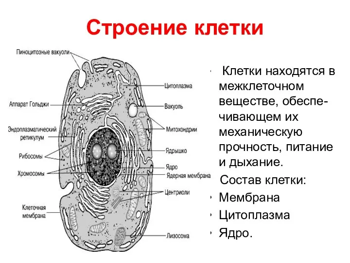 Клетки находятся в межклеточном веществе, обеспе-чивающем их механическую прочность, питание и