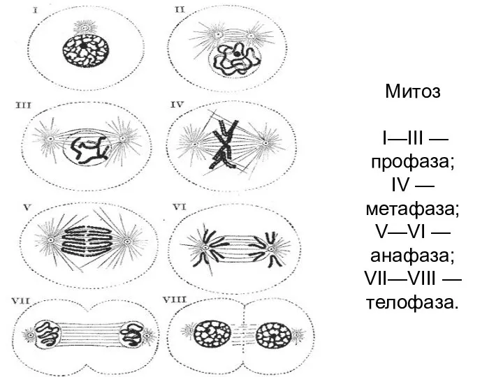 Митоз I—III — профаза; IV — метафаза; V—VI — анафаза; VII—VIII — телофаза.