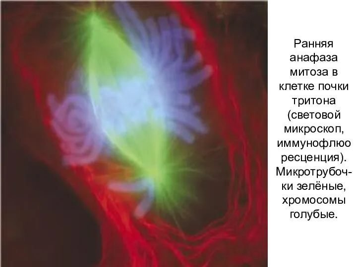 Ранняя анафаза митоза в клетке почки тритона (световой микроскоп, иммунофлюоресценция). Микротрубоч-ки зелёные, хромосомы голубые.