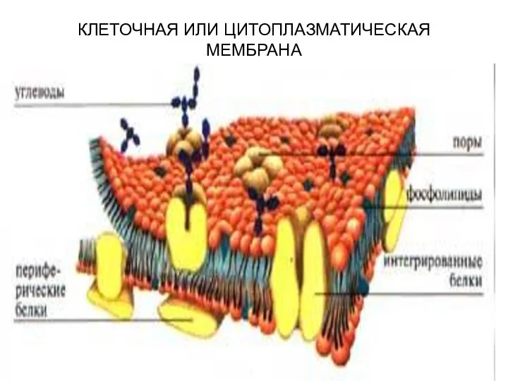 КЛЕТОЧНАЯ ИЛИ ЦИТОПЛАЗМАТИЧЕСКАЯ МЕМБРАНА