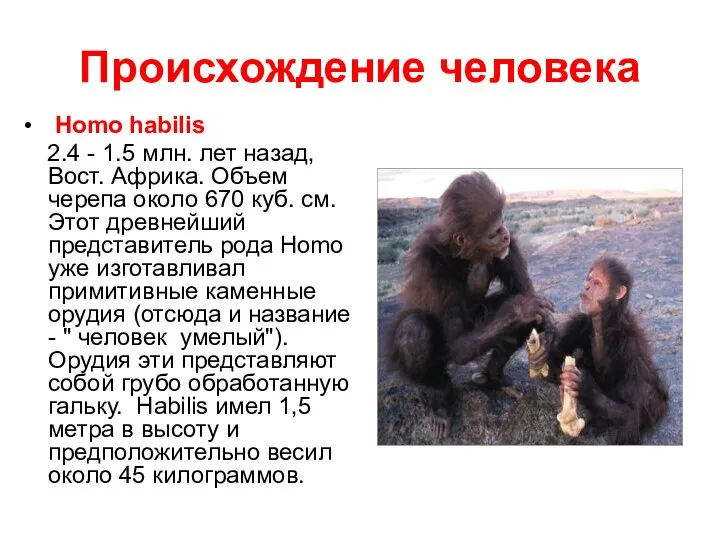 Происхождение человека Homo habilis 2.4 - 1.5 млн. лет назад, Вост.