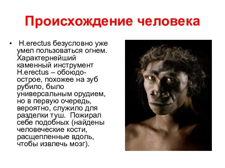 Происхождение человека H.erectus безусловно уже умел пользоваться огнем. Характернейший каменный инструмент