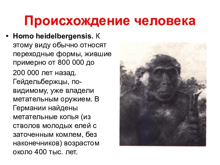 Происхождение человека Homo heidelbergensis. К этому виду обычно относят переходные формы,