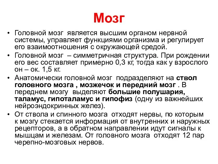 Головной мозг является высшим органом нервной системы, управляет функциями организма и