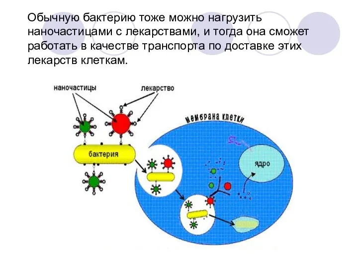 Обычную бактерию тоже можно нагрузить наночастицами с лекарствами, и тогда она