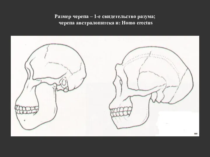 Размер черепа – 1-е свидетельство разума; черепа австралопитека и: Homo erectus