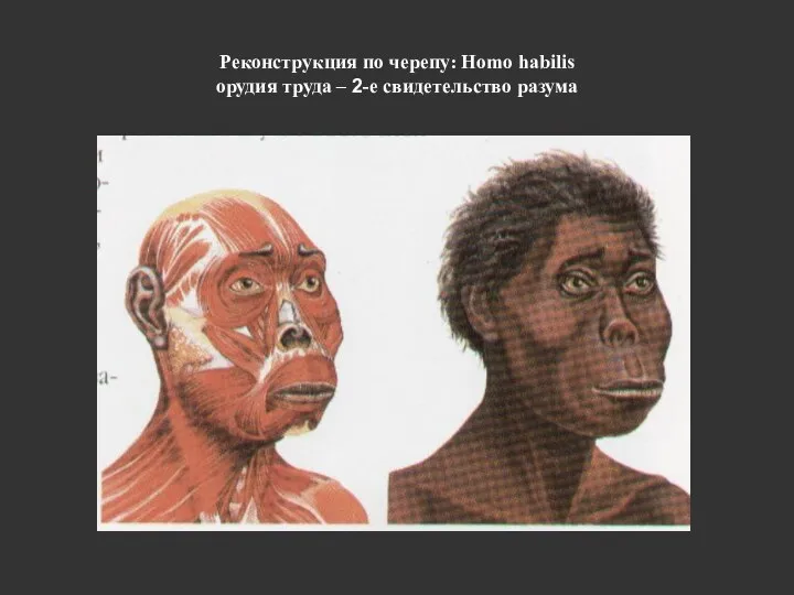 Реконструкция по черепу: Homo habilis орудия труда – 2-е свидетельство разума