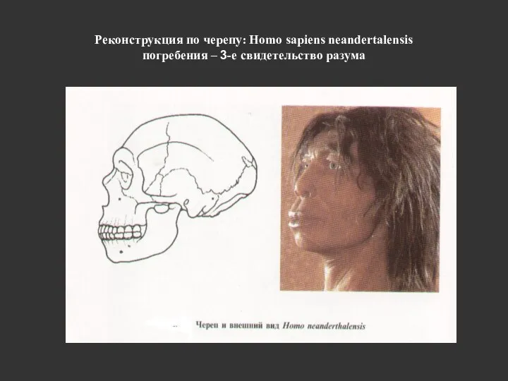 Реконструкция по черепу: Homo sapiens neandertalensis погребения – 3-е свидетельство разума