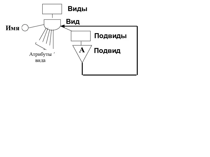 Вид Виды Подвиды Подвид Имя А Атрибуты вида