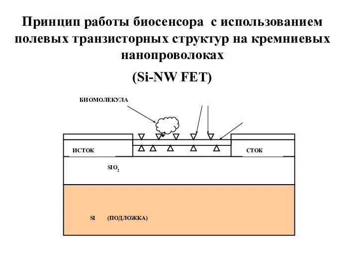 Принцип работы биосенсора с использованием полевых транзисторных структур на кремниевых нанопроволоках (Si-NW FET)