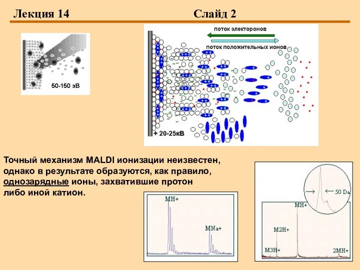 Лекция 14 Слайд 2 Точный механизм MALDI ионизации неизвестен, однако в