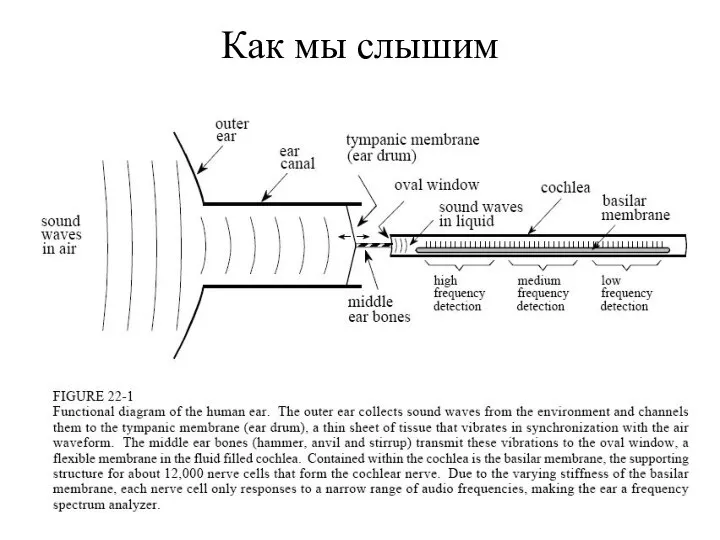 Как мы слышим