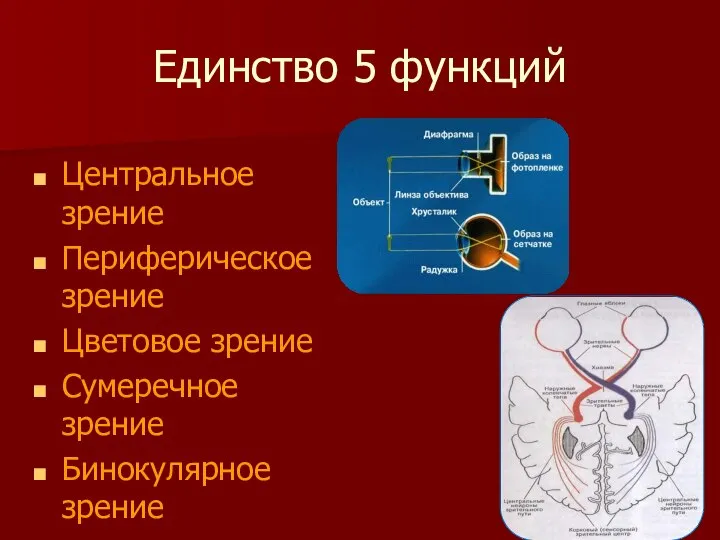 Единство 5 функций Центральное зрение Периферическое зрение Цветовое зрение Сумеречное зрение Бинокулярное зрение