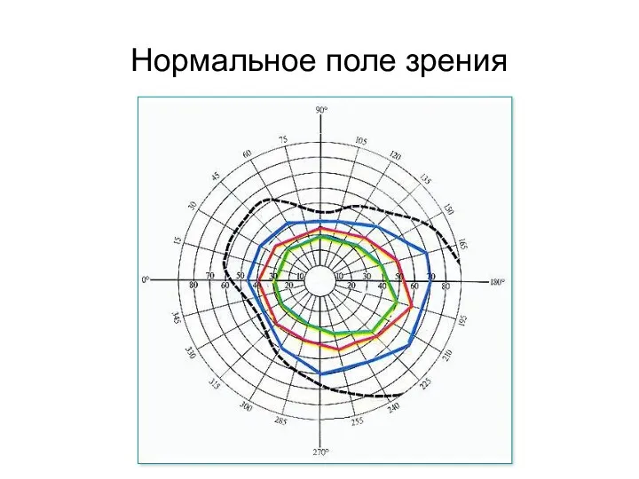 Нормальное поле зрения