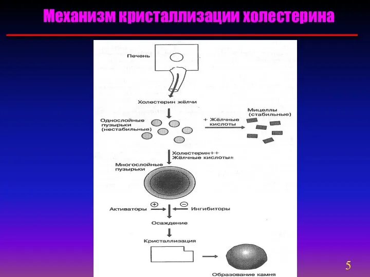 Механизм кристаллизации холестерина