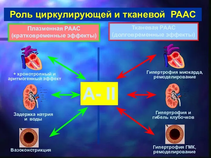 А- II + хронотропный и аритмогенный эффект Задержка натрия и воды