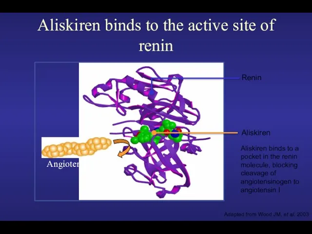 Angiotensinogen Aliskiren binds to the active site of renin Aliskiren binds