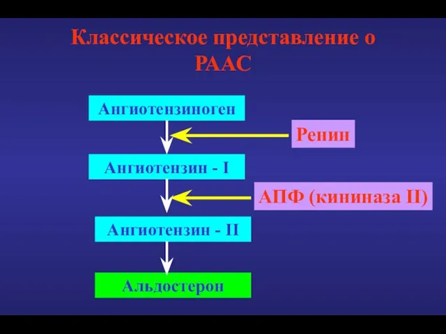 Классическое представление о РААС Ангиотензиноген Ангиотензин - I Ангиотензин - II Альдостерон Ренин АПФ (кининаза II)