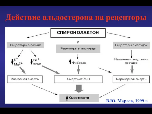 Действие альдостерона на рецепторы В.Ю. Мареев, 1999 г.