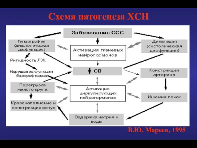 Схема патогенеза ХСН В.Ю. Мареев, 1995