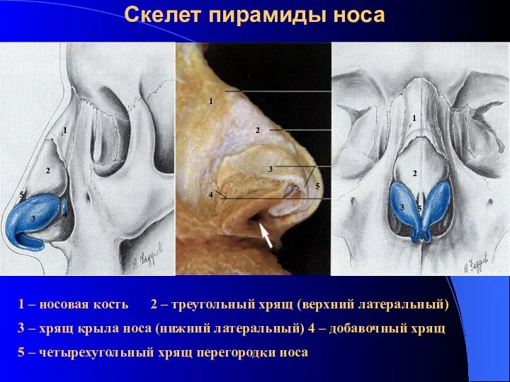 Скелет пирамиды носа 1 2 3 4 5 1 2 3