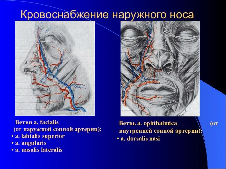 Кровоснабжение наружного носа Ветви a. facialis (от наружной сонной артерии): a.