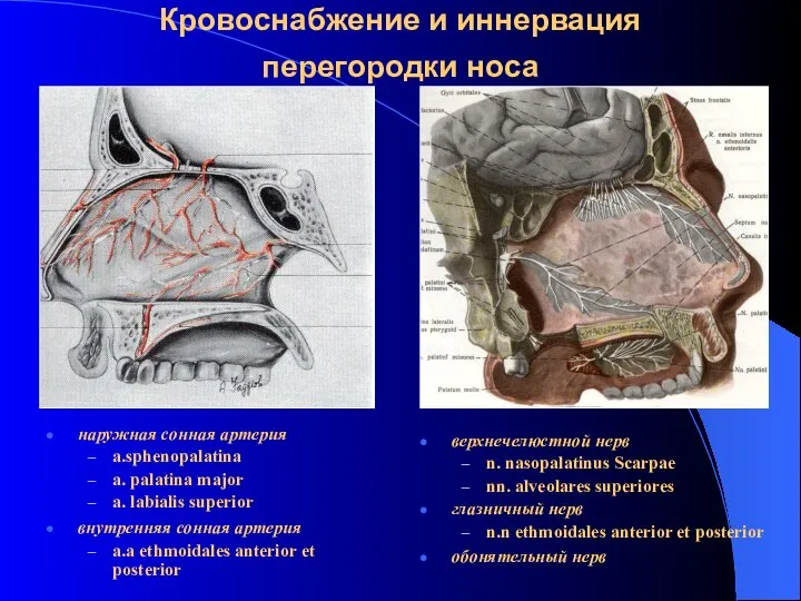 Кровоснабжение и иннервация перегородки носа наружная сонная артерия a.sphenopalatina a. palatina