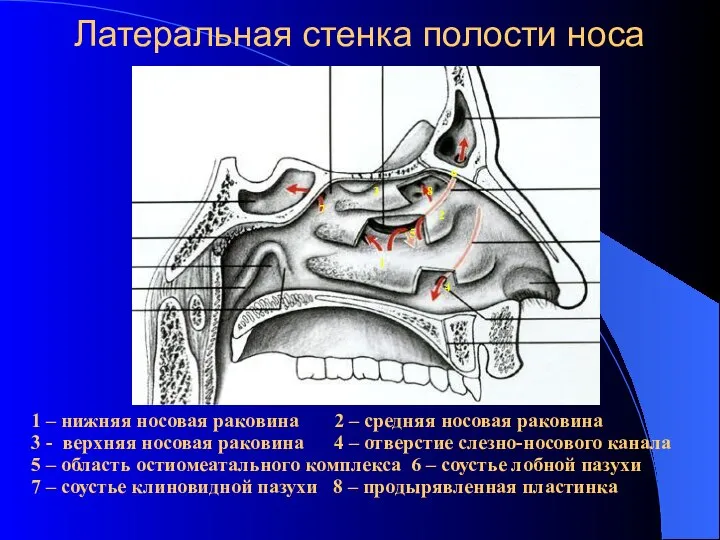 Латеральная стенка полости носа 1 2 3 4 5 6 7