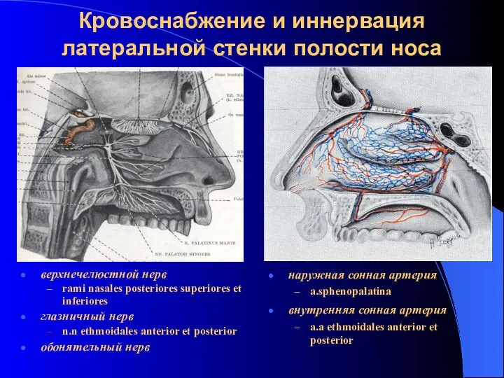 Кровоснабжение и иннервация латеральной стенки полости носа верхнечелюстной нерв rami nasales