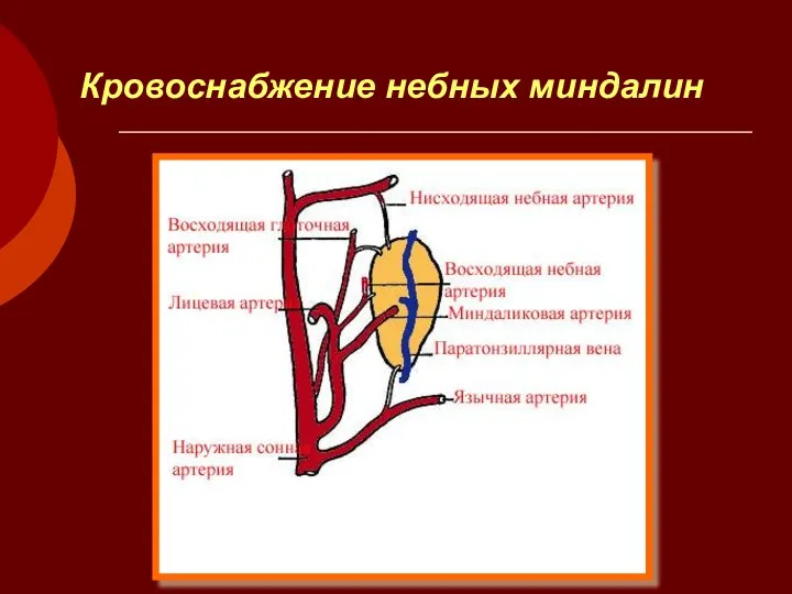 Кровоснабжение небных миндалин