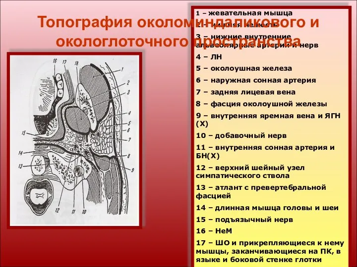 1 – жевательная мышца 2 – нижняя челюсть 3 – нижние