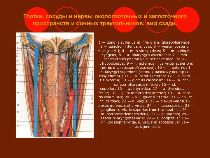 Глотка, сосуды и нервы окологлоточных и заглоточного пространств и сонных треугольников;
