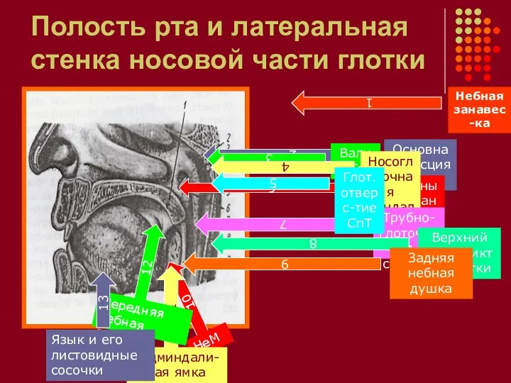 Полость рта и латеральная стенка носовой части глотки