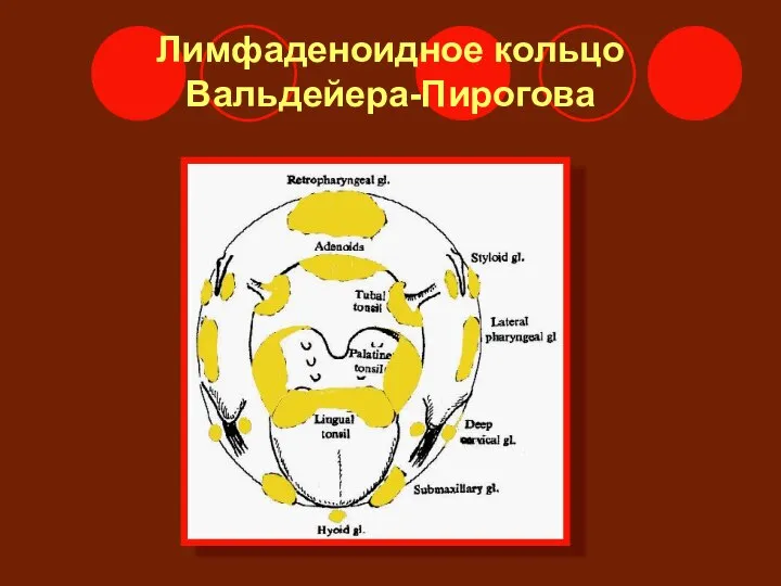 Лимфаденоидное кольцо Вальдейера-Пирогова