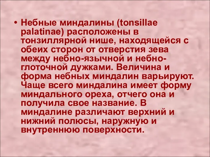 Небные миндалины (tonsillae palatinae) расположены в тонзиллярной нише, находящейся с обеих