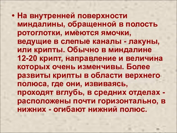 На внутренней поверхности миндалины, обращенной в полость ротоглотки, имеются ямочки, ведущие