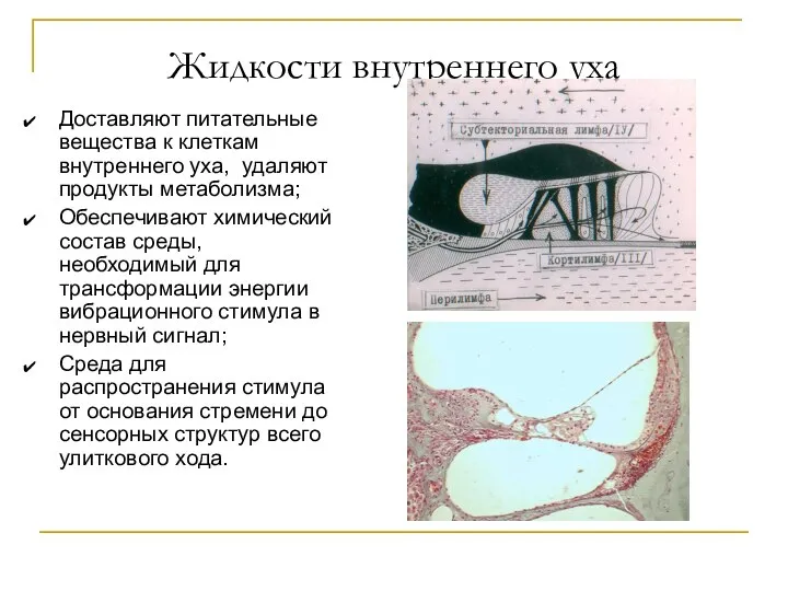 Жидкости внутреннего уха Доставляют питательные вещества к клеткам внутреннего уха, удаляют