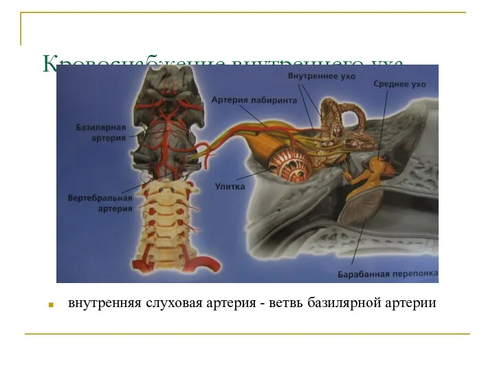 Кровоснабжение внутреннего уха внутренняя слуховая артерия - ветвь базилярной артерии