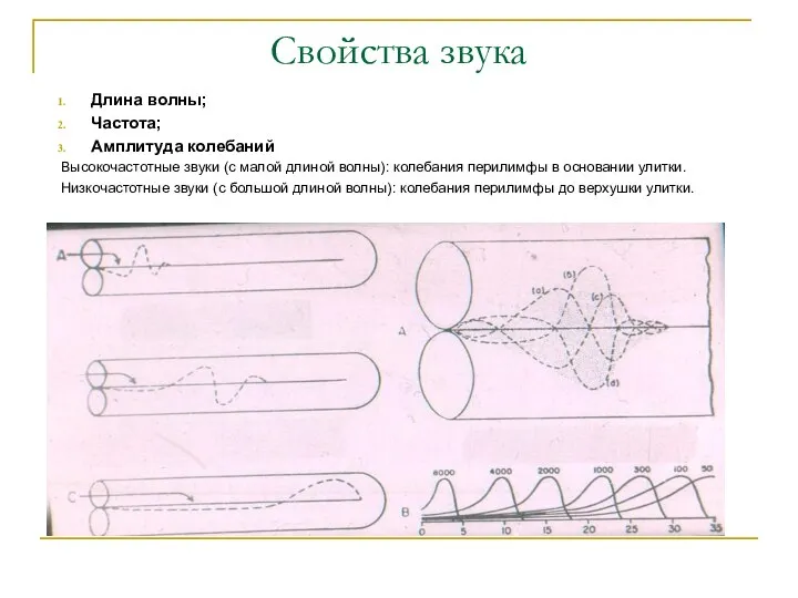 Свойства звука Длина волны; Частота; Амплитуда колебаний Высокочастотные звуки (с малой